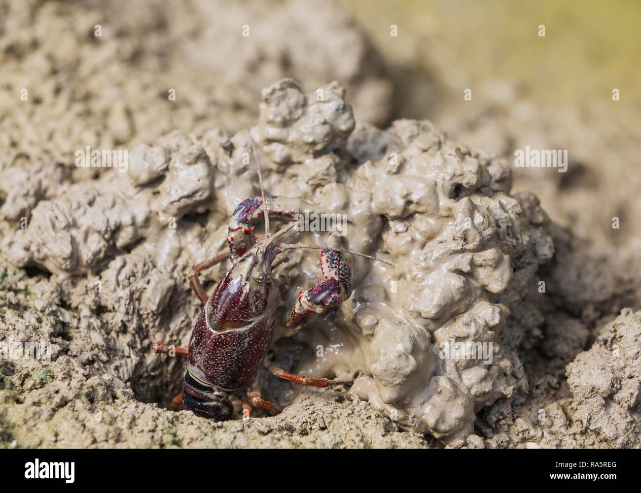 Red Swamp Crayfish (Procambarus clarkii), invasive species from North America, excavating its burrow at the edge of a flooded Stock Photo