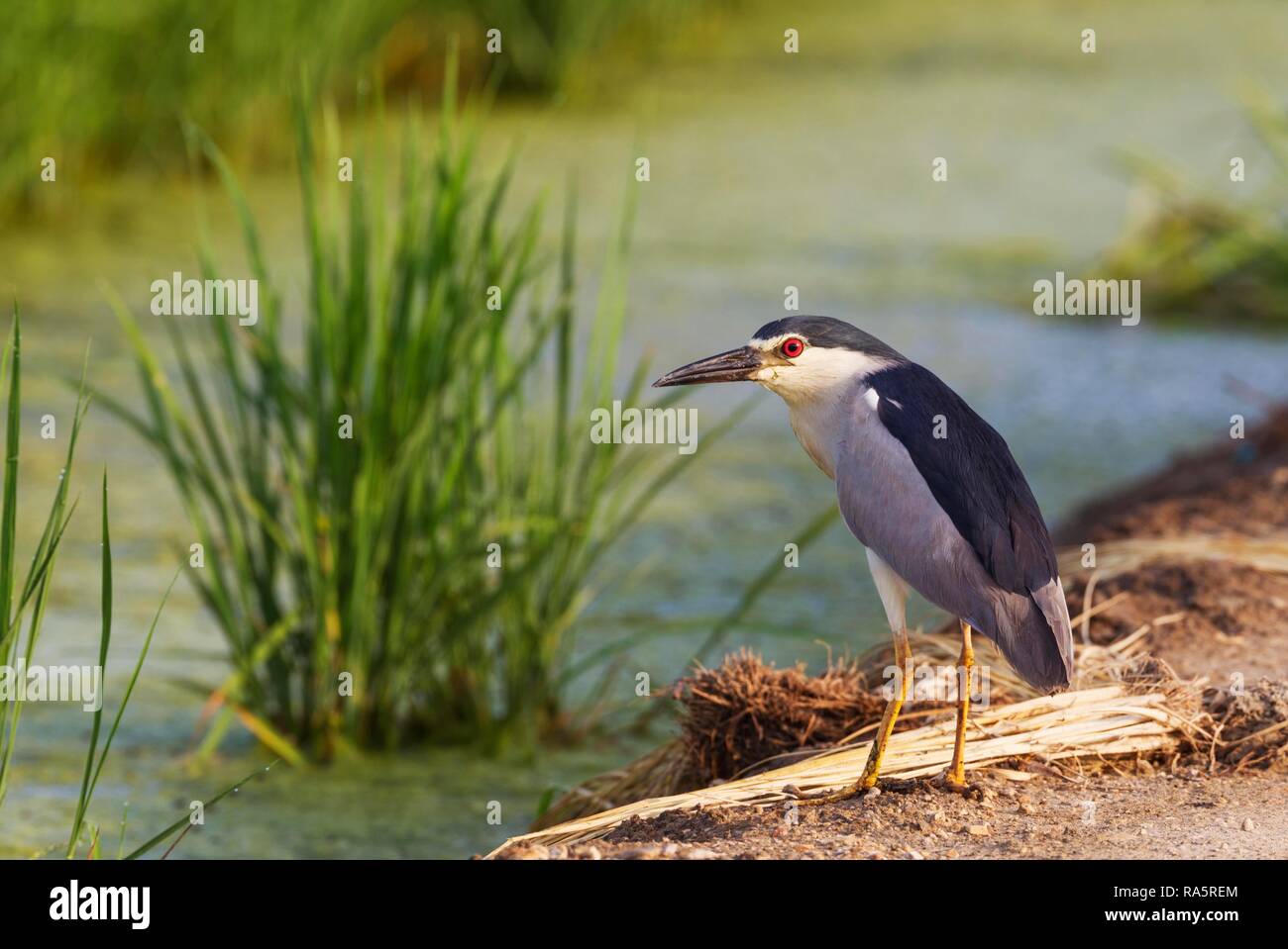 Black-crowned Night Heron (Nycticorax nycticorax), at a low bank of earth at the edge of a rice field (Oryza sativa), environs Stock Photo