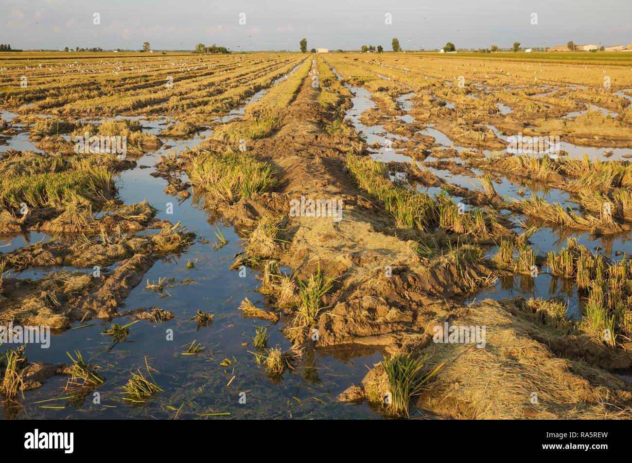 Desolated rice field (Oryza sativa) just after the rice harvest, environs of the Ebro Delta Nature Reserve, Tarragona province Stock Photo