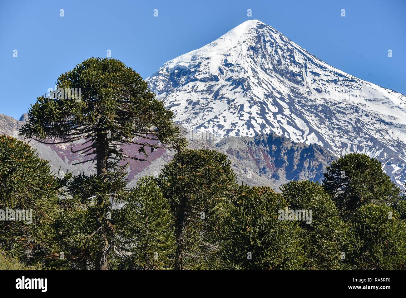 Snow-covered volcano Lanin and monkey puzzle tree (Araucaria araucana), between San Martin de los Andes and Pucon, National Park Stock Photo