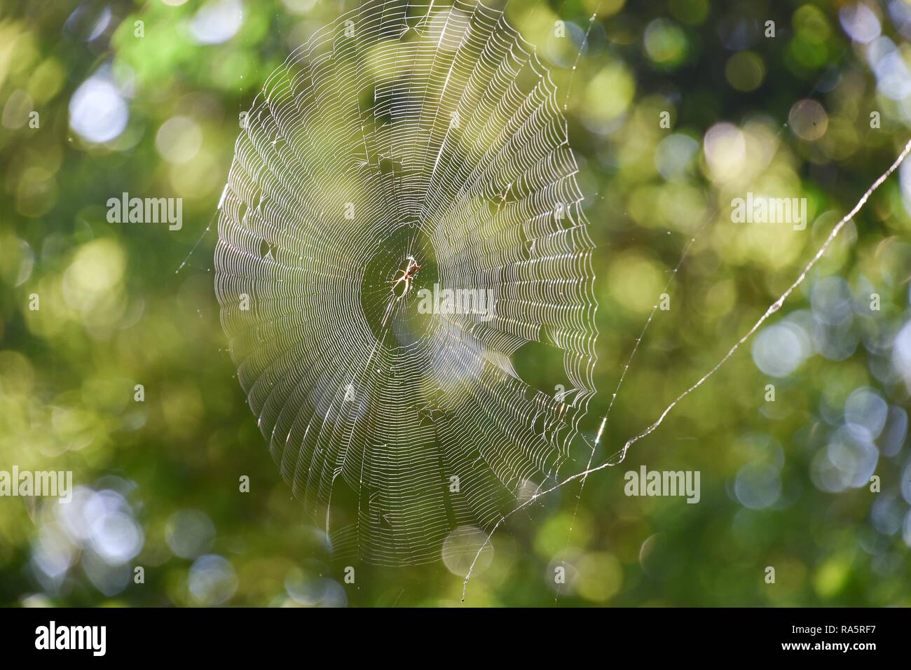 Spider web with spider in backlight in front of green leaves, Brazil Stock Photo