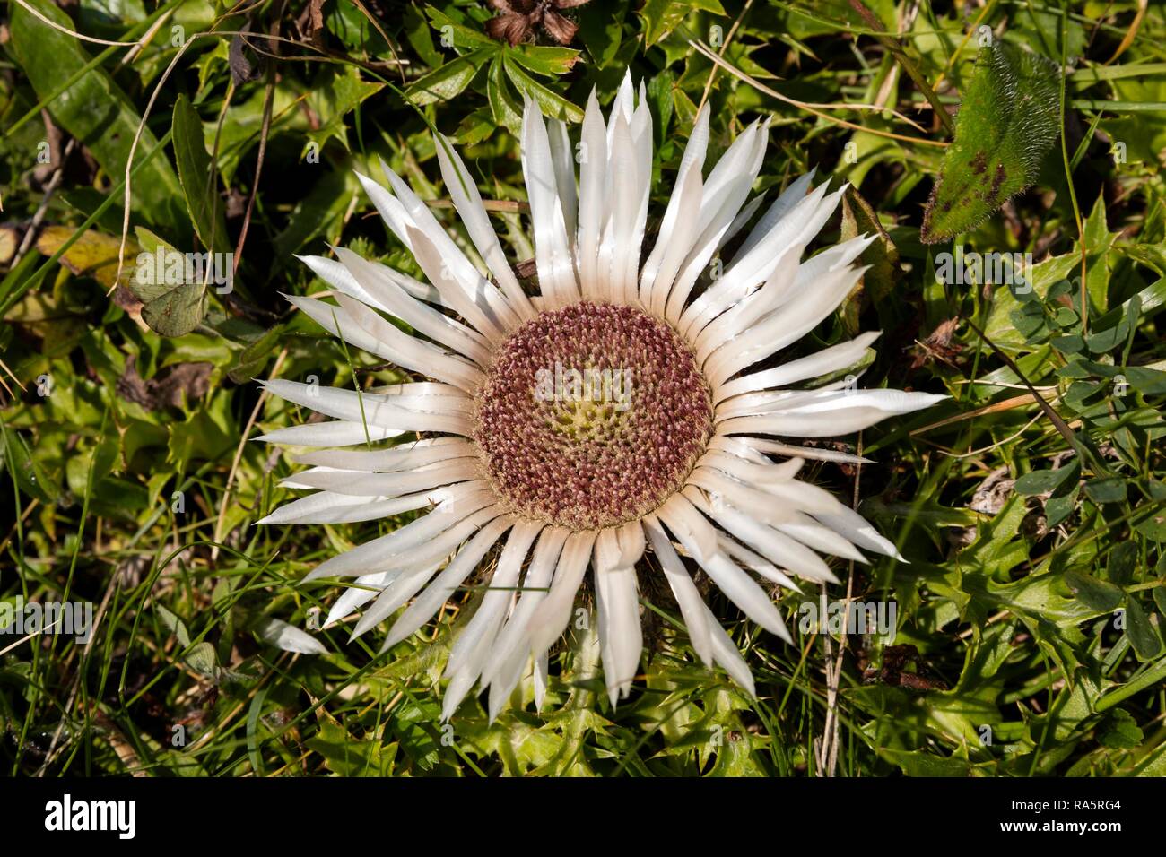 Silver thistle (Carlina acaulis), Allgäu Alps, Vorarlberg, Austria Stock Photo