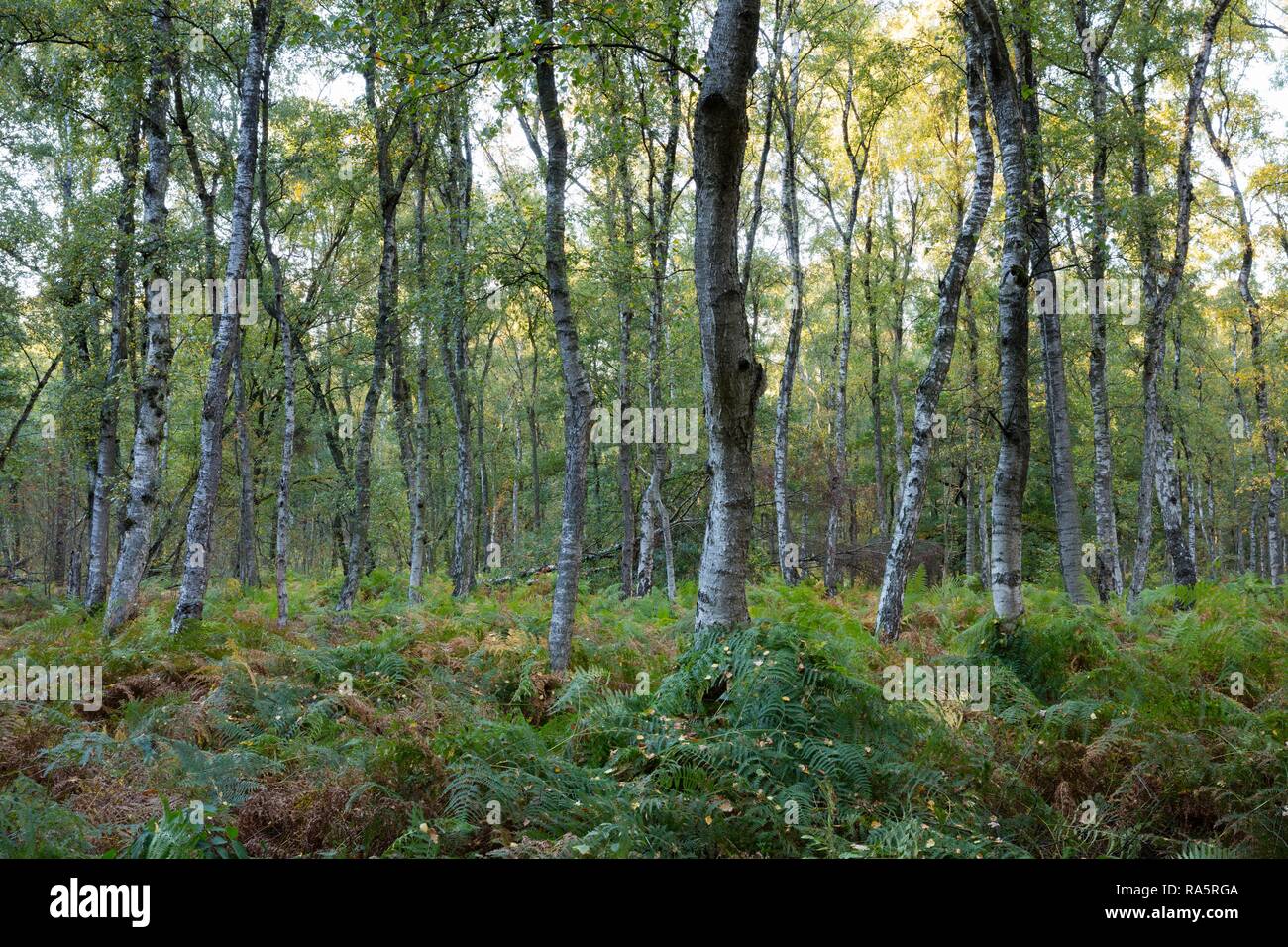 Fern in birch forest, nature reserve Beversee, Bergkamen, Ruhr area, North Rhine-Westphalia, Germany Stock Photo