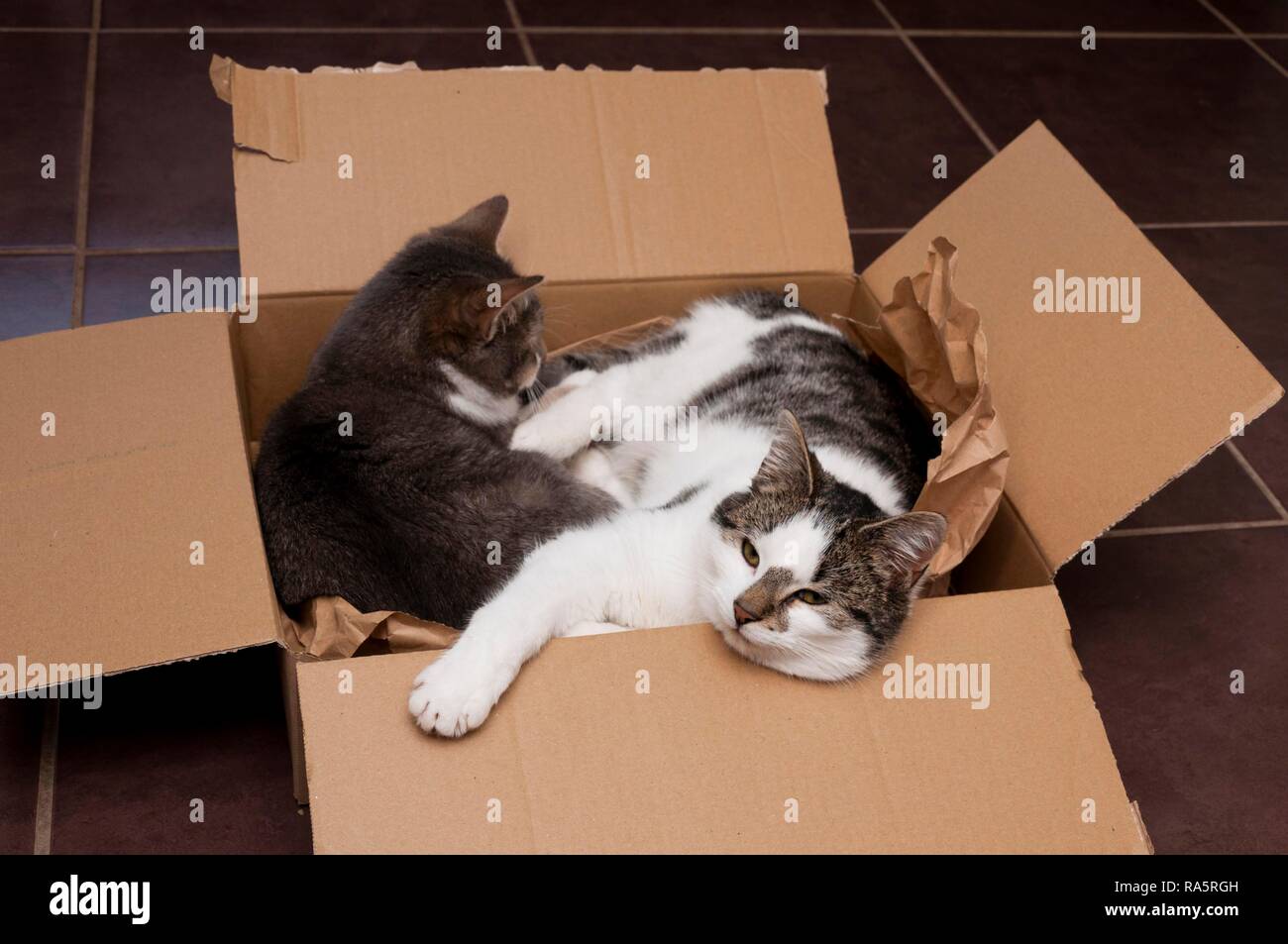 Two cats in cardboard box, United Kingdom Stock Photo Alamy