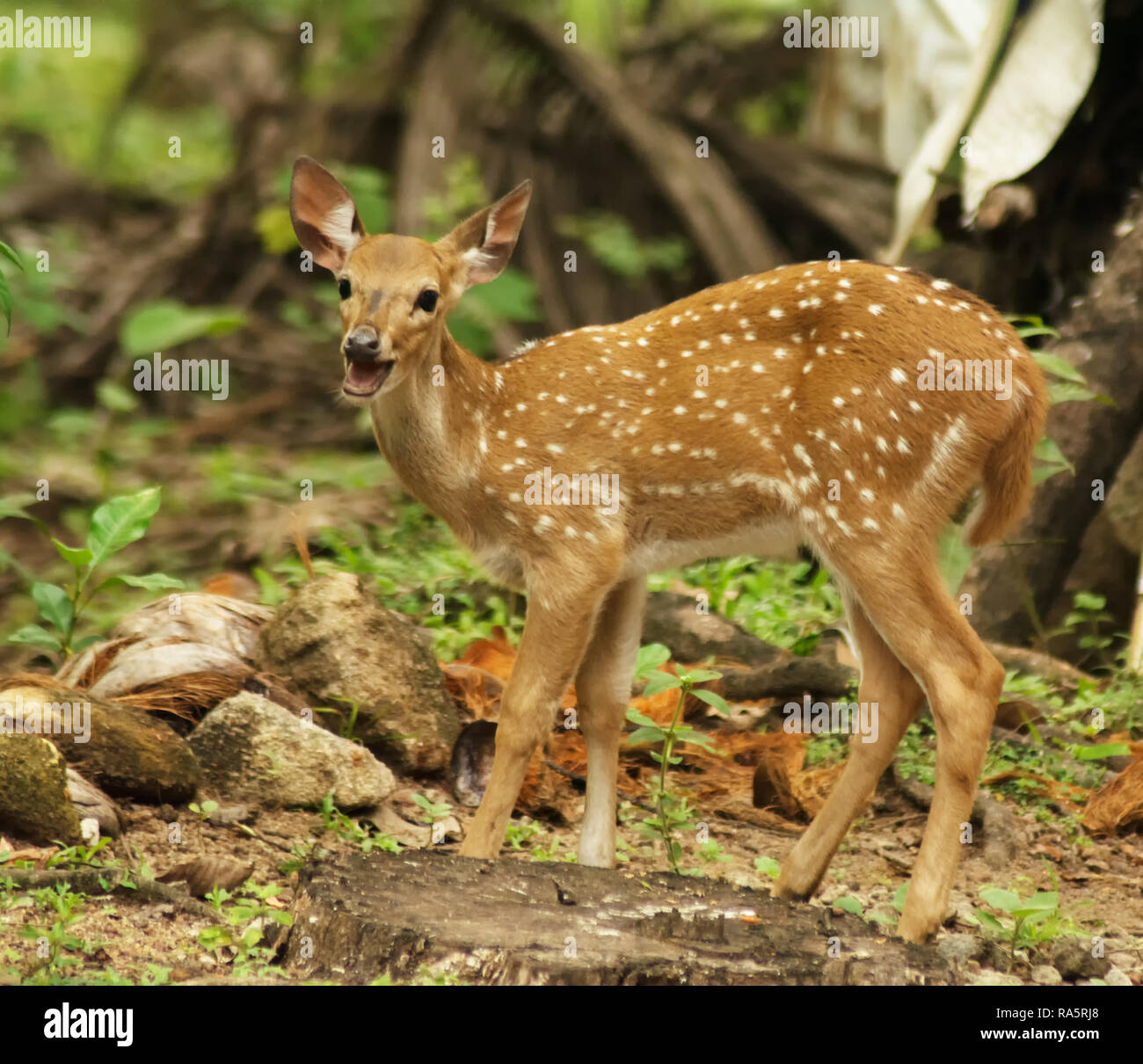 Young one of deer new arrivals