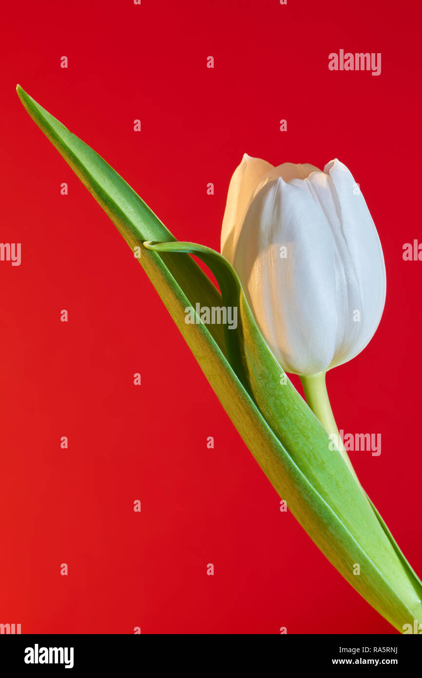 blooming tulip with red background Stock Photo