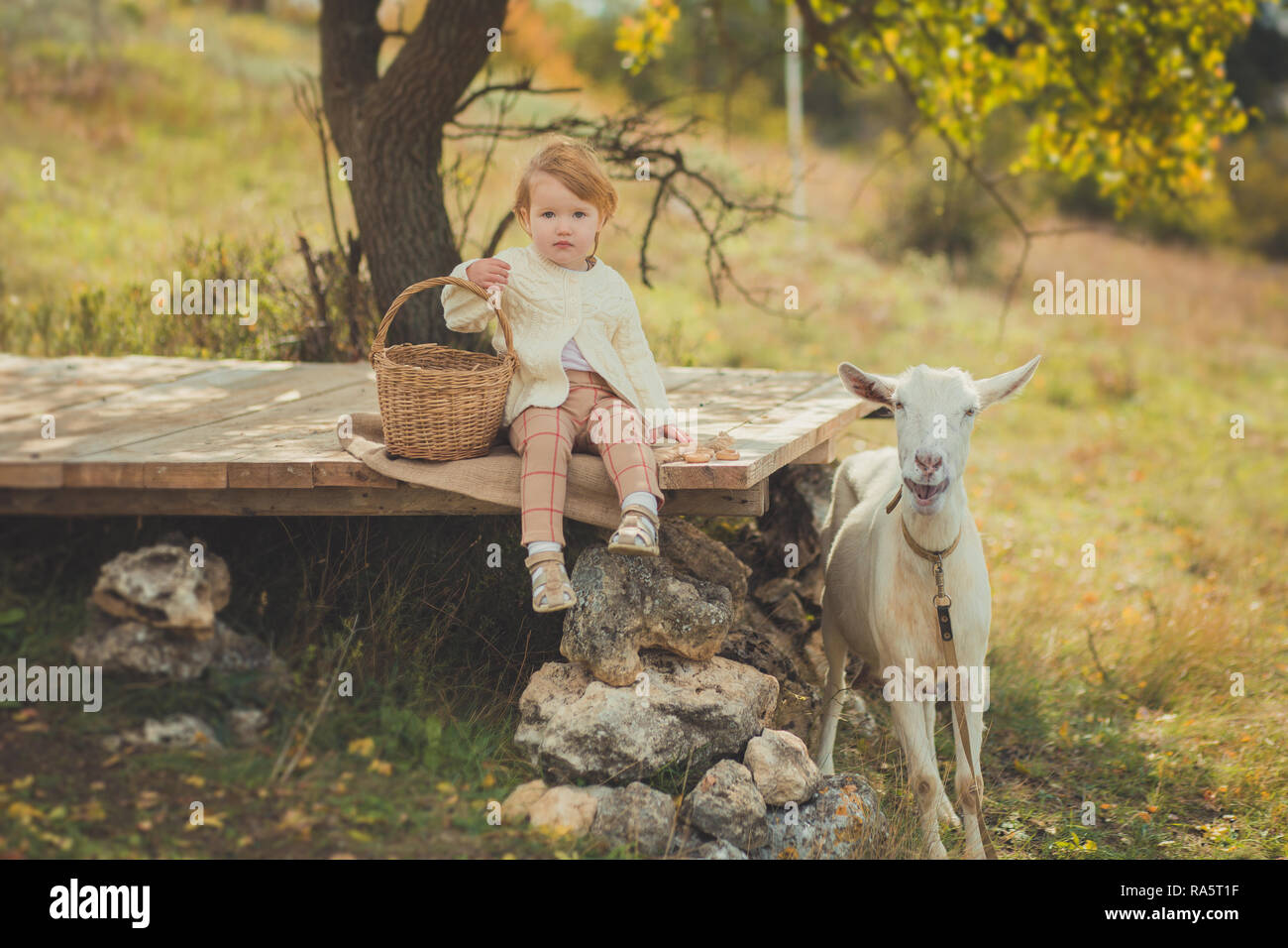 apples feeding animal goat lamb 
