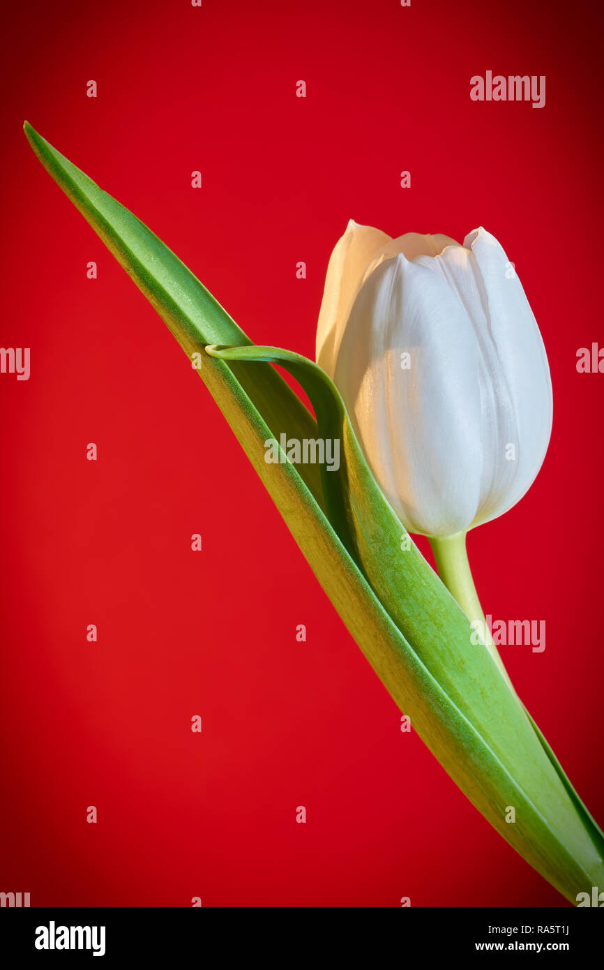 blooming tulip in spring Stock Photo