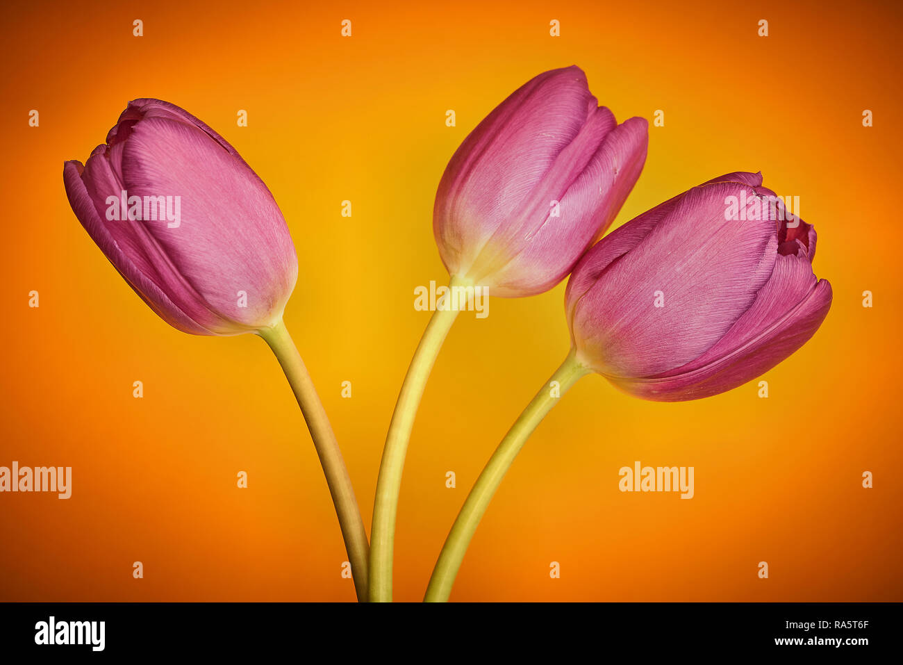 blooming tulips in spring Stock Photo