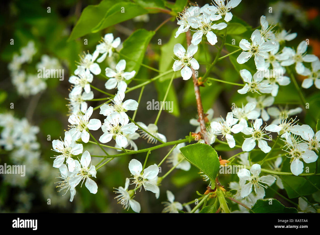 Flowers of a Prunus mahaleb in spring Stock Photo