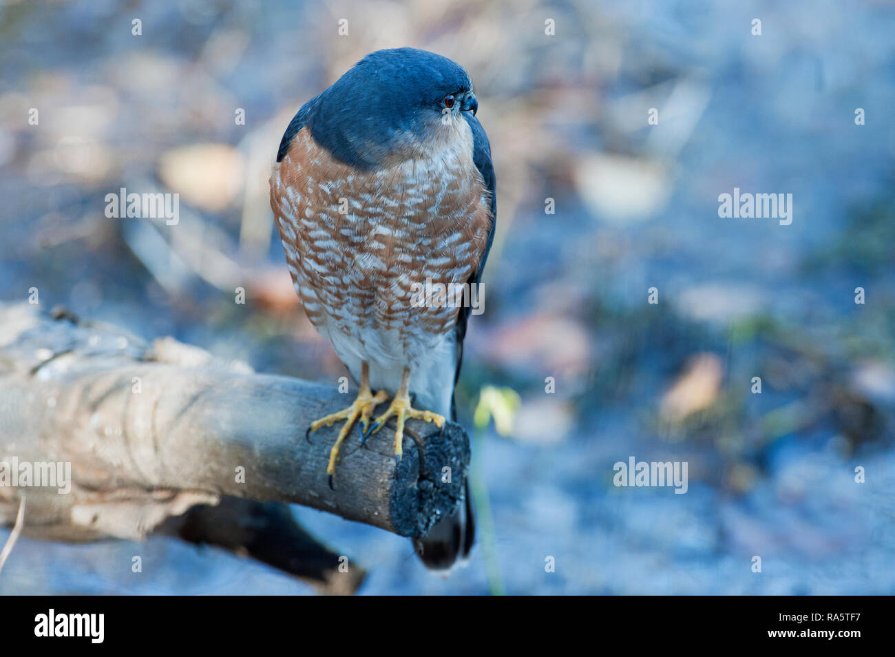 Adult sharp-shinned hawk portrait up close Stock Photo - Alamy