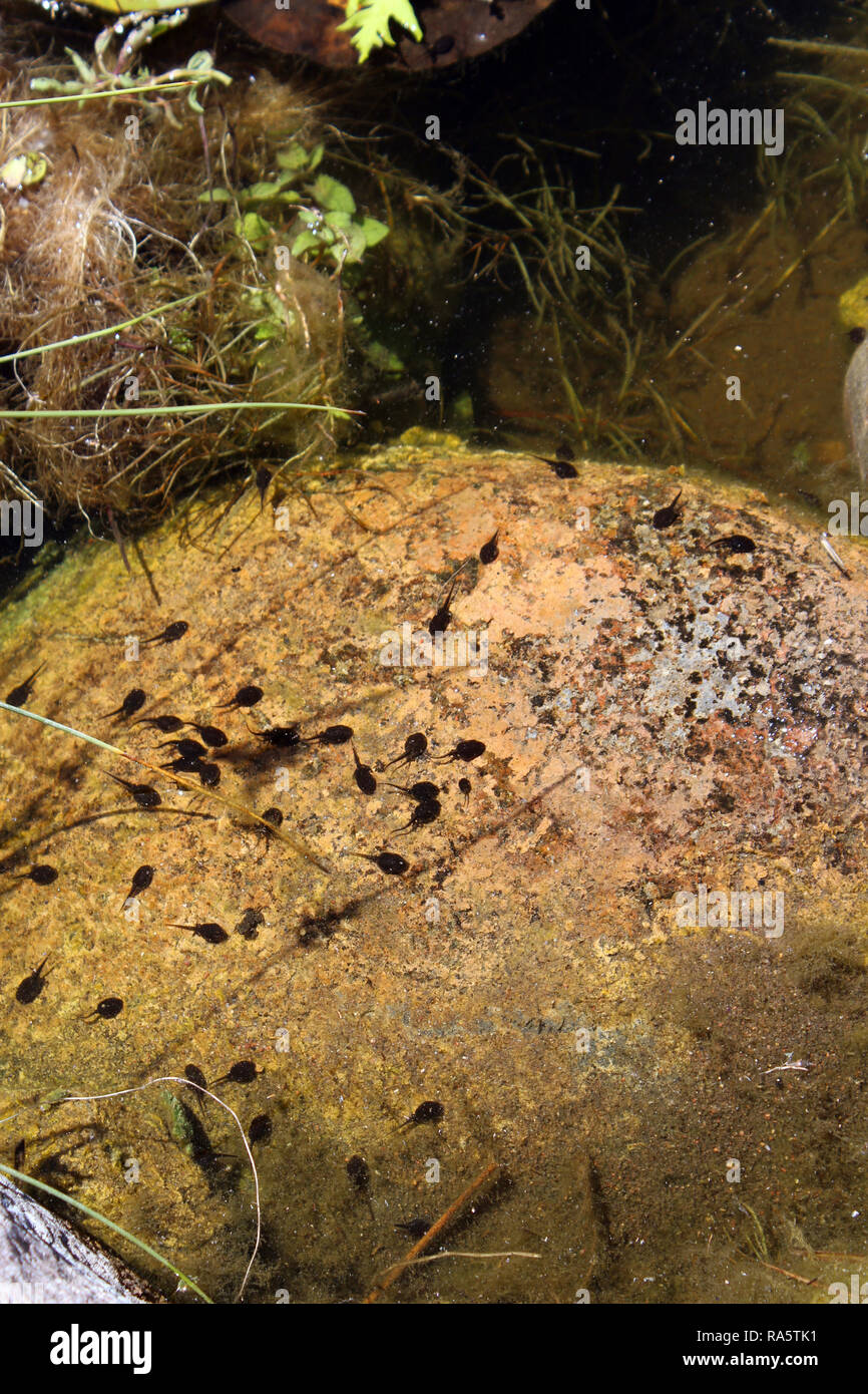 A group of tadpoles swimming in a rocky pond Stock Photo