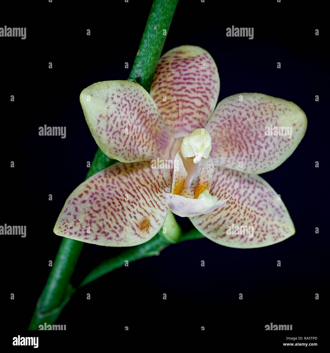 blooming orchid with black background Stock Photo