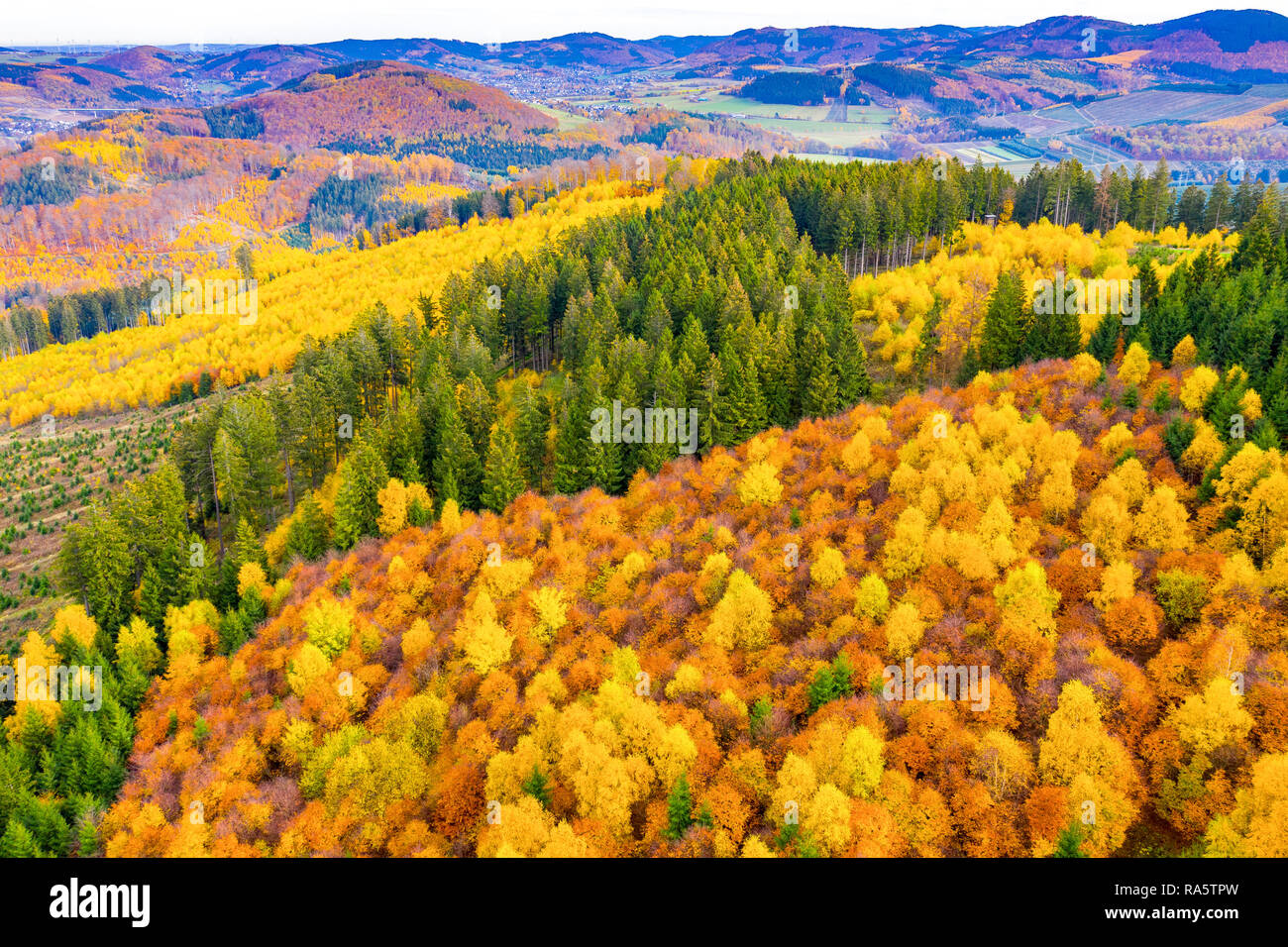 Autumn forest in Sauerland area, North Rhine-Westphalia,Germany, near Bestwig, Stock Photo