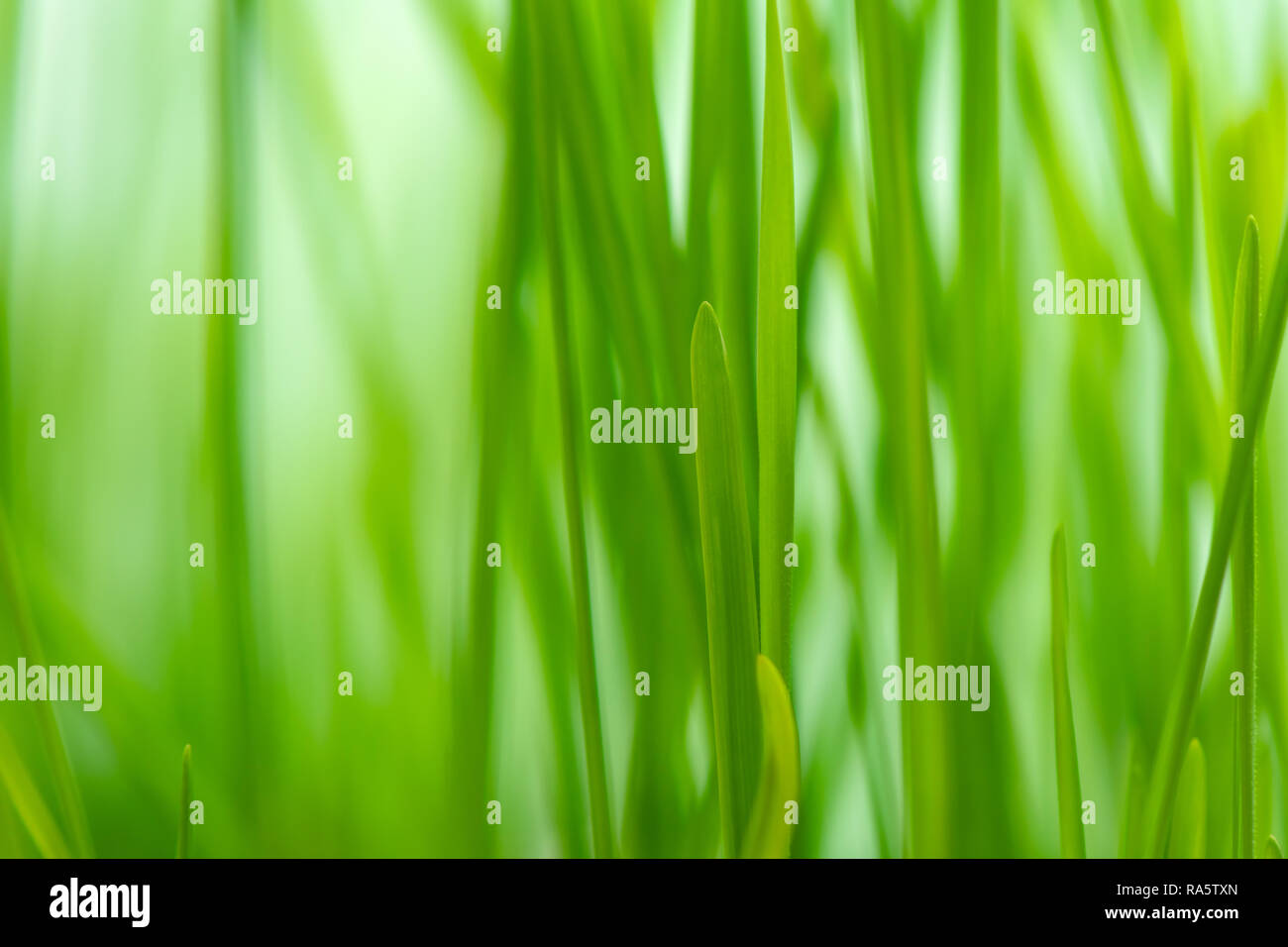 Defocus green spring grass as abstract natural background Stock Photo