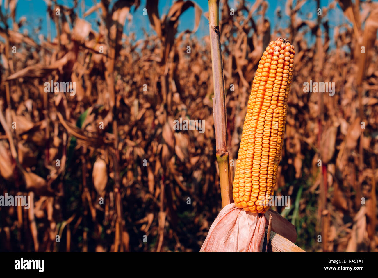 Corn on the cob in cultivated field Stock Photo