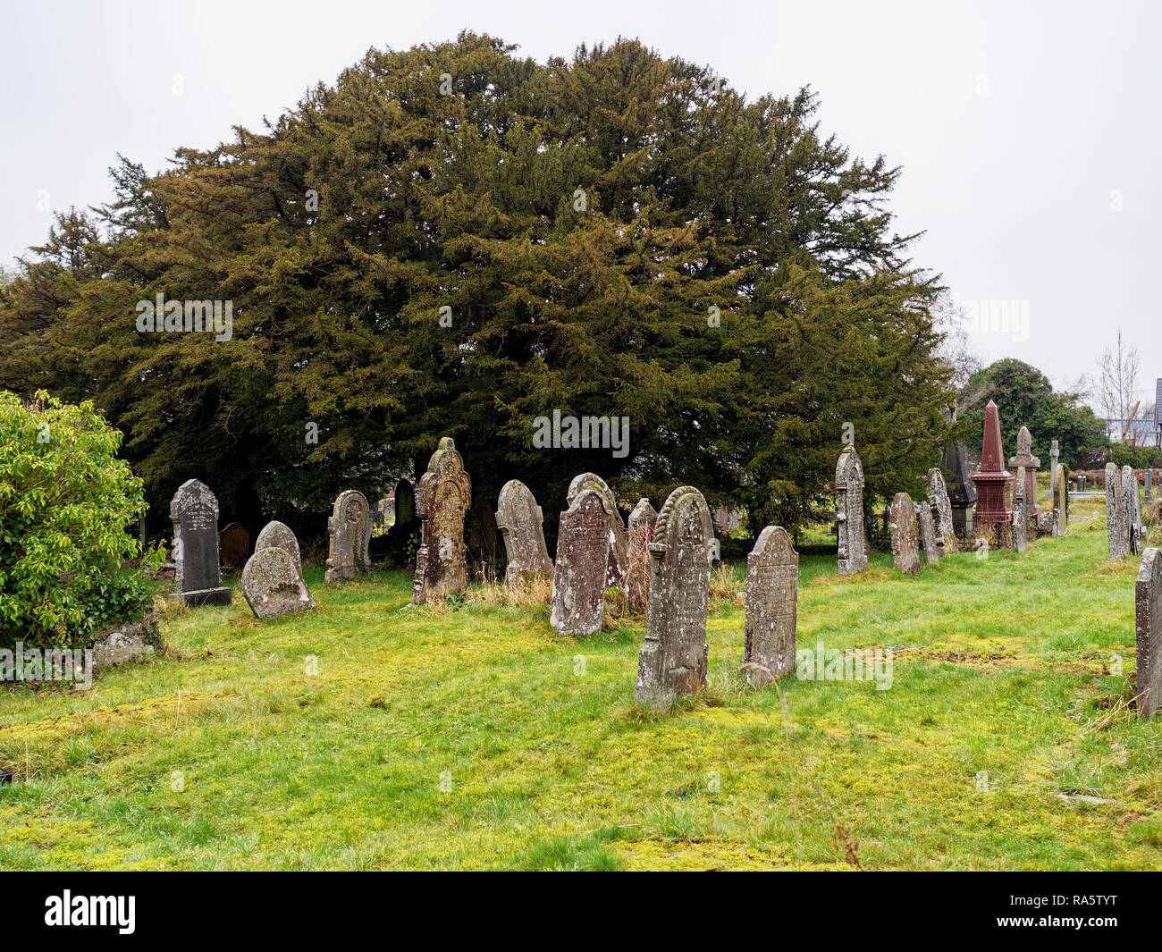 Ancient Yew Tree, Defynnog, Powys Stock Photo