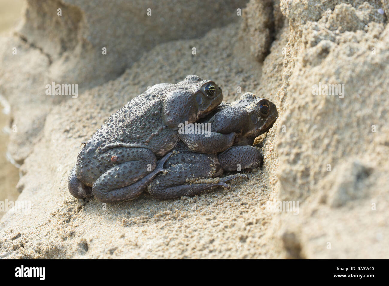 Toads mating in water hi-res stock photography and images - Alamy