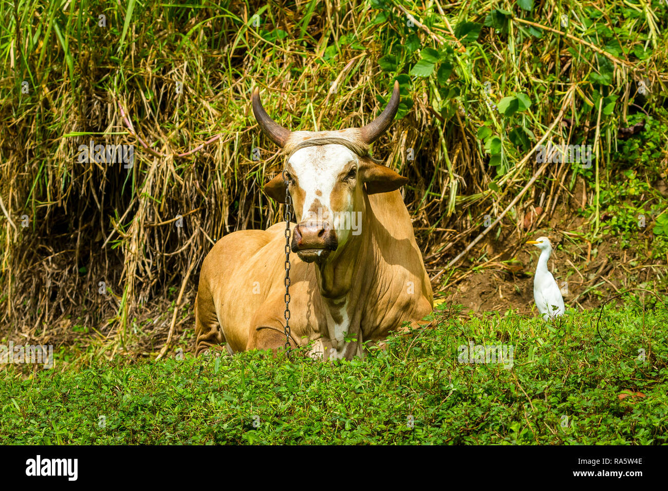 Tobago culture and animal welfare.  Large, horned cow, chained to a stake and lying down in the Rain Forest with a white Egret bird to the right. Stock Photo