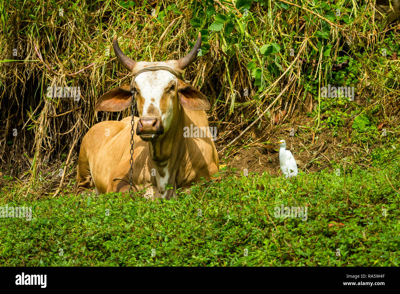Tobago culture and animal welfare.  Large, horned cow, chained to a stake and lying down in the Rain Forest with a white Egret bird to the right. Stock Photo