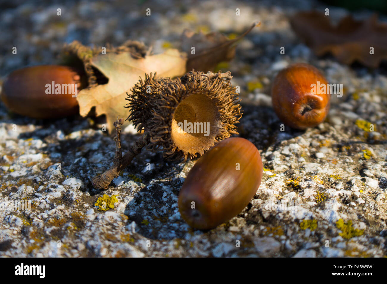 Background with autumn leaves and acorns close-up. Macro of acorns. Acorns fallen on the wall and out of the shell Stock Photo