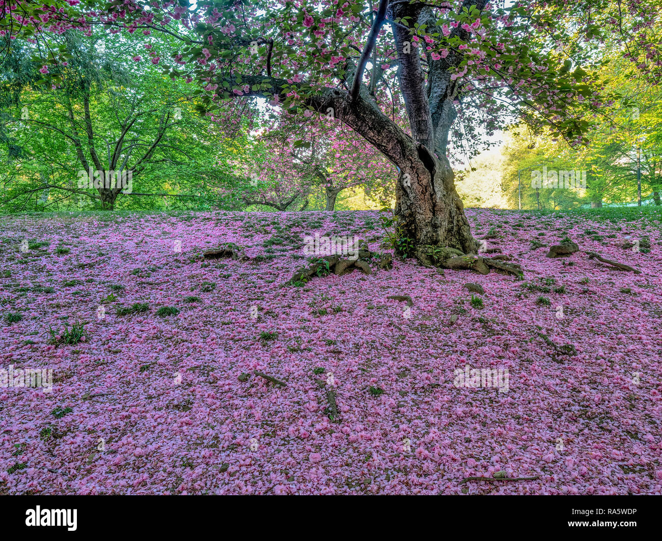Central Park in spring with Japanese Cherry trees, early morning Stock ...
