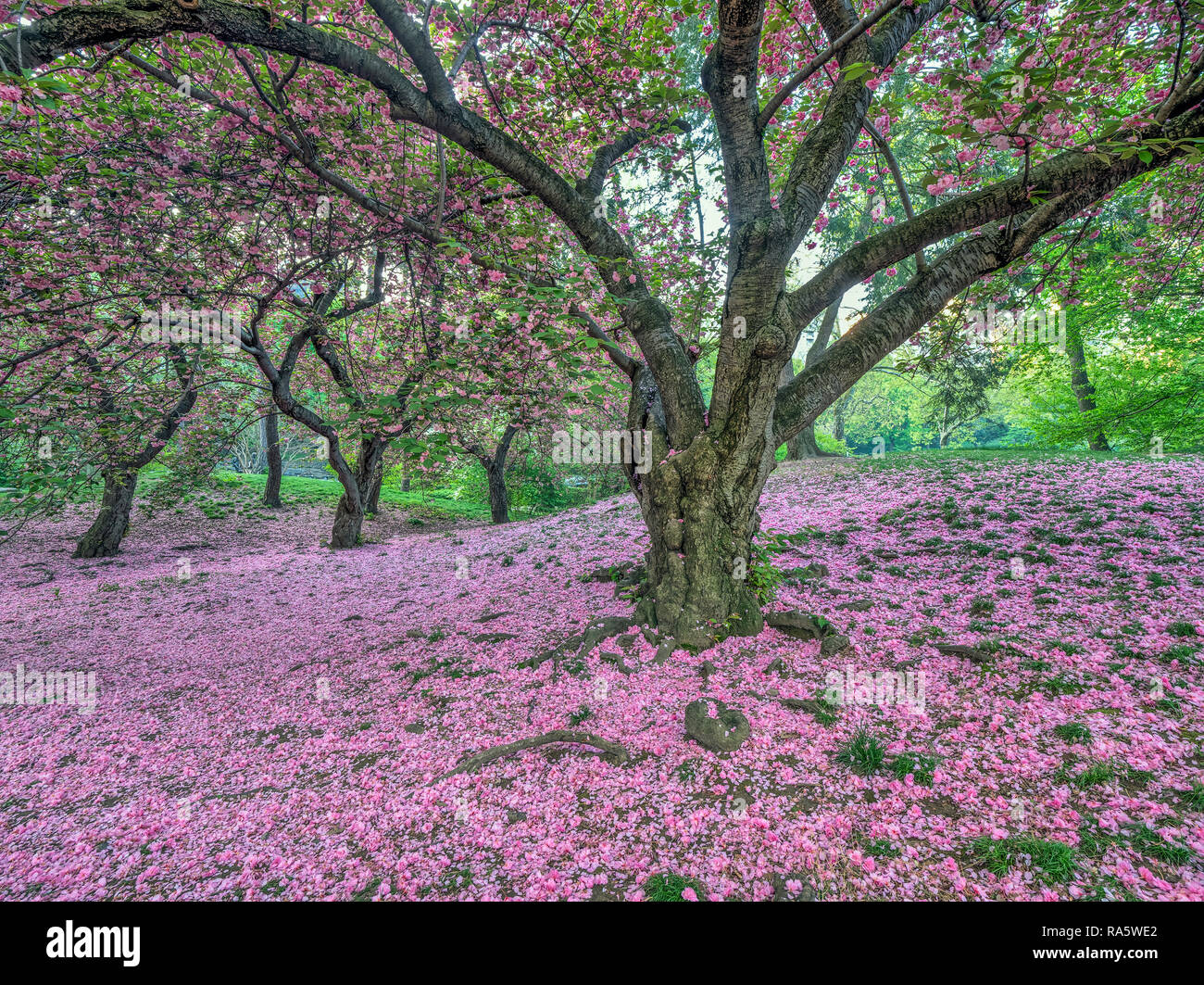 Central Park in spring with Japanese Cherry trees, early morning Stock ...