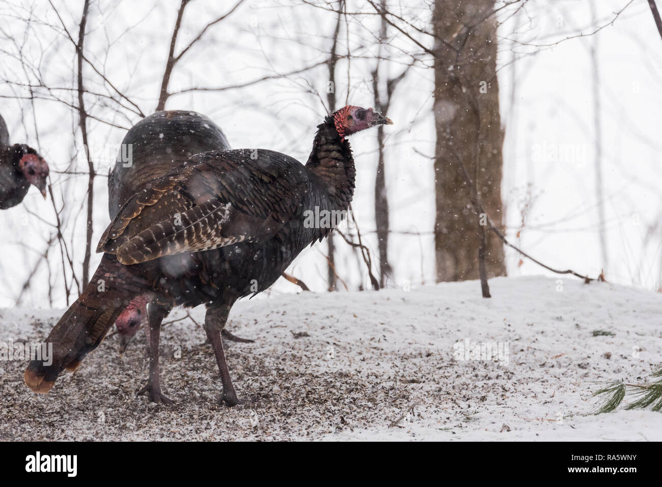 Eastern Wild Turkey (Meleagris gallopavo silvestris) hens gathering to find seed in a wooded yard. Stock Photo