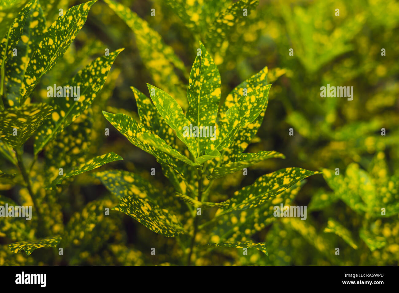 Croton plants with colorful leaves. Tropical plants with yellow spots