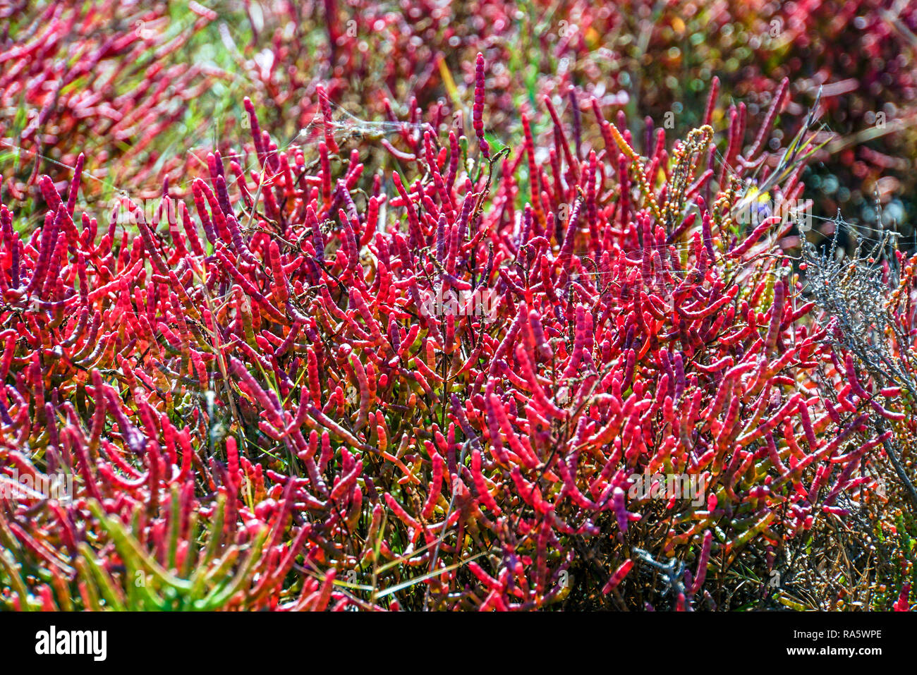 Field with red salicornia Salt-tolerant plant. Saltwort plant (Salicornia sp.) growing in a soil with a high salt content. This plant is growing in th Stock Photo