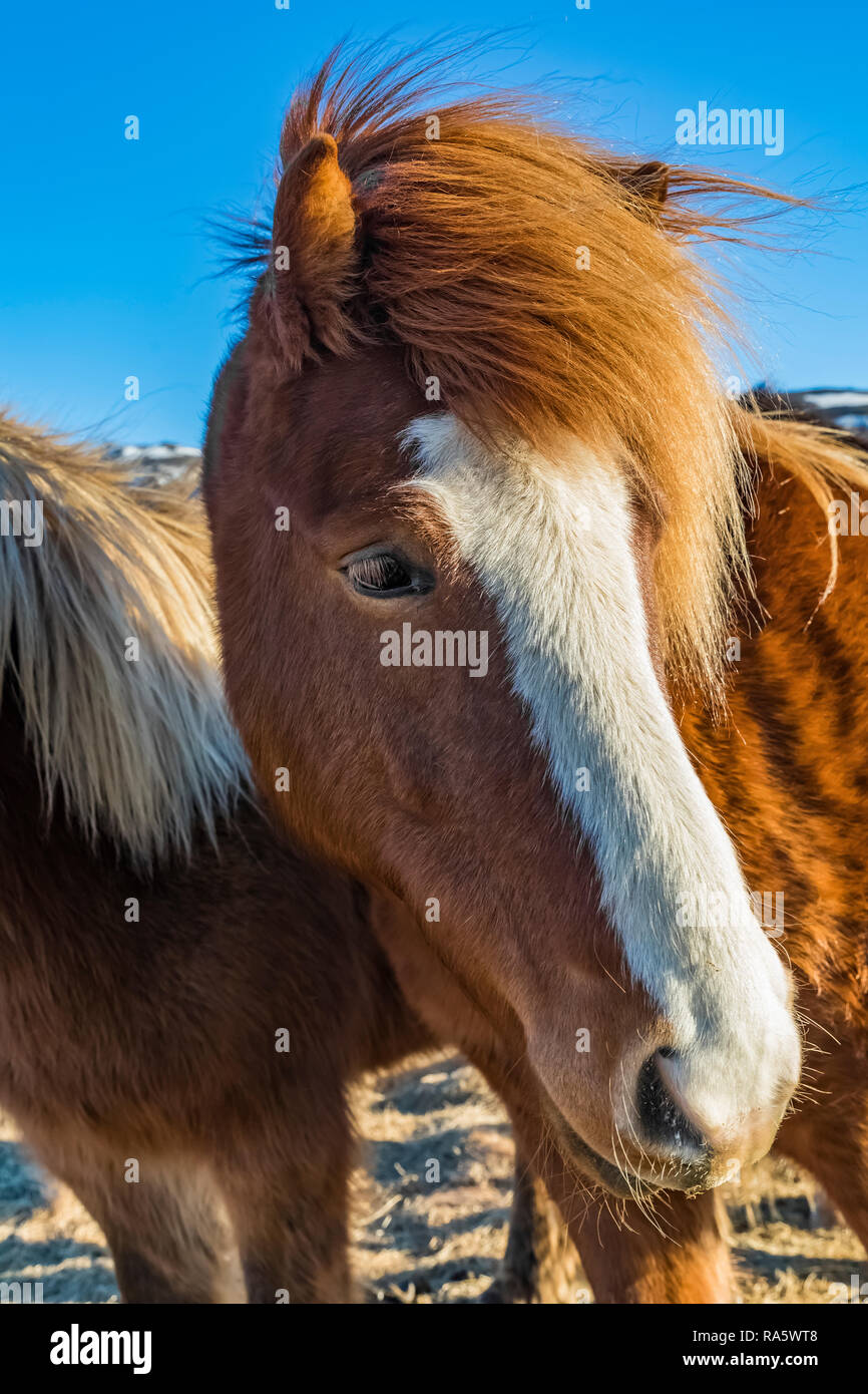 Icelandic Horses, a hardy breed use for work and pleasure in this horse-loving culture, along the South Coast of Iceland Stock Photo