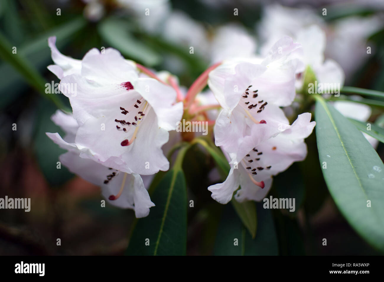 'Rhododendron Simona'. White flowers close up. Stock Photo