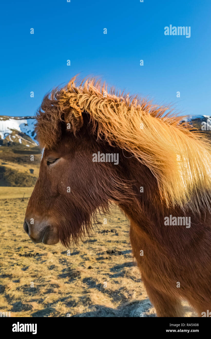 Icelandic Horses, a hardy breed use for work and pleasure in this horse-loving culture, along the South Coast of Iceland Stock Photo