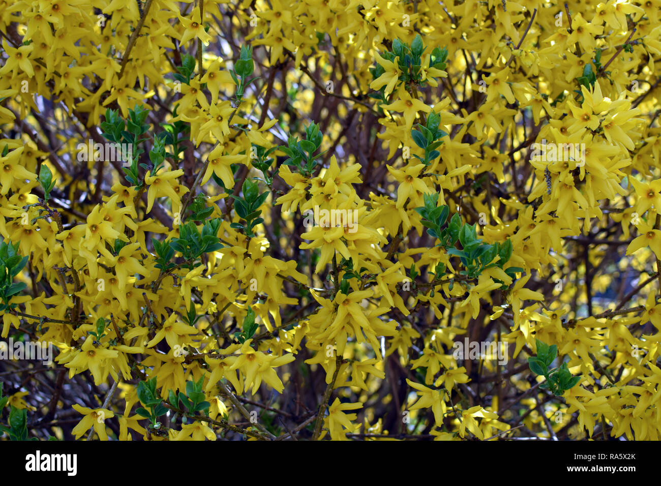 Forsythia × intermedia (Border Forsythia). Yellow flowers background. Flowers texture. Stock Photo