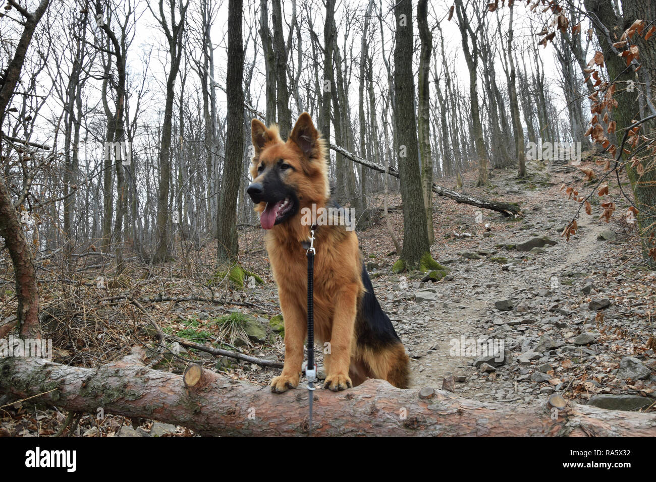 Forest portrait of young Old German Shepherd (long-haired). Dog outdoor portrait. Stock Photo