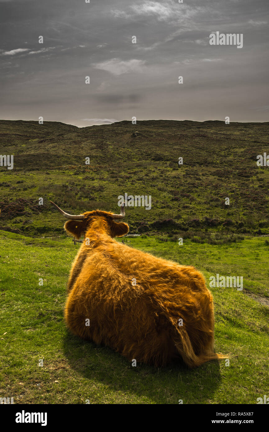 Highland Cattle And Scenic Landscape On The Isle Of Skye In Scotland ...