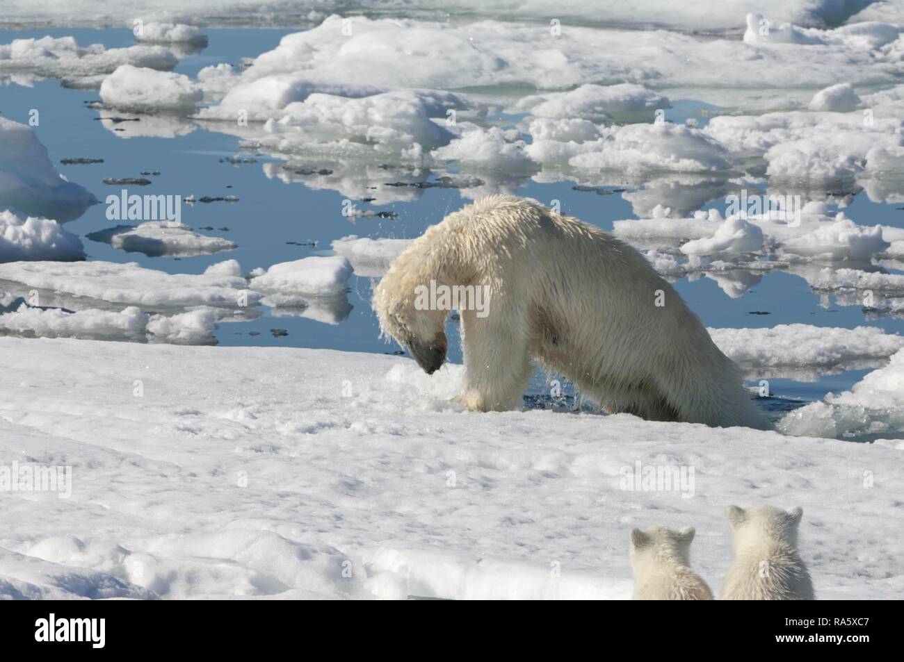 Female Polar bear (Ursus maritimus) hunting a ringed seal (Pusa hispida or Phoca hispida) and accompanied by two cubs Stock Photo