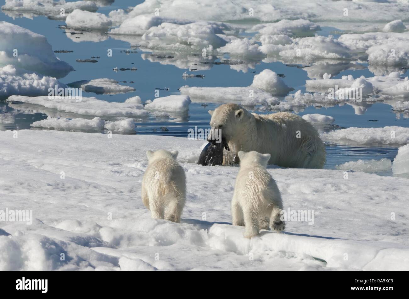 Female Polar bear (Ursus maritimus) hunting a ringed seal (Pusa hispida or phoca hispida) and accompanied by two cubs Stock Photo