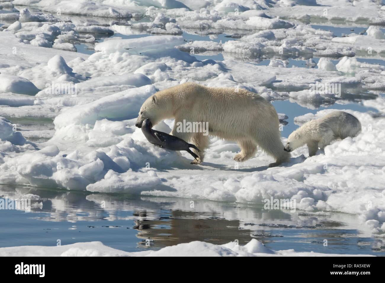Polar bear underwater ice hires stock photography and images Alamy