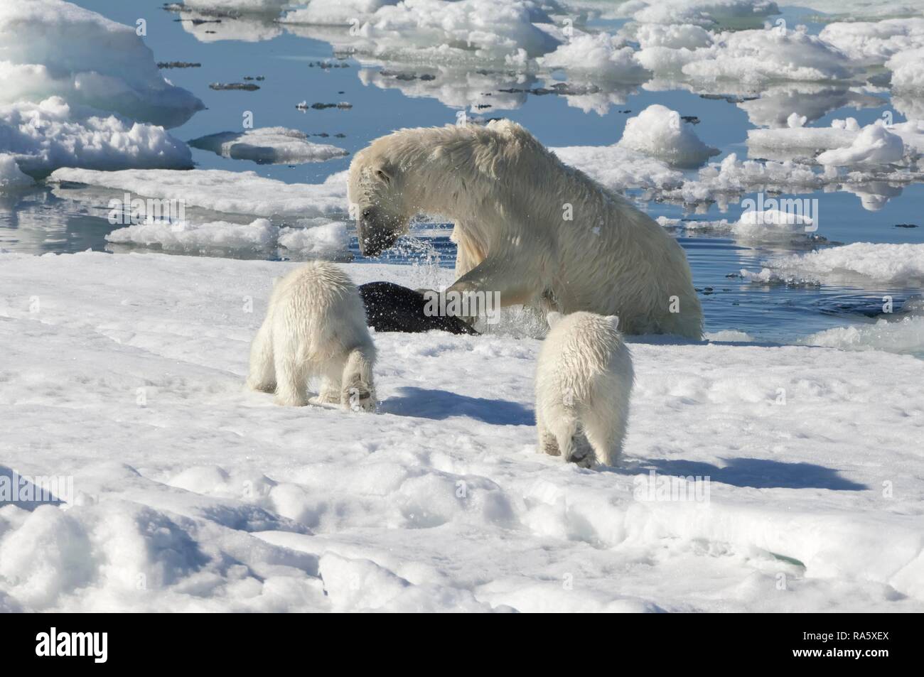 Female Polar bear (Ursus maritimus) hunting a Ringed seal (Pusa hispida or phoca hispida) and accompanied by two cubs Stock Photo