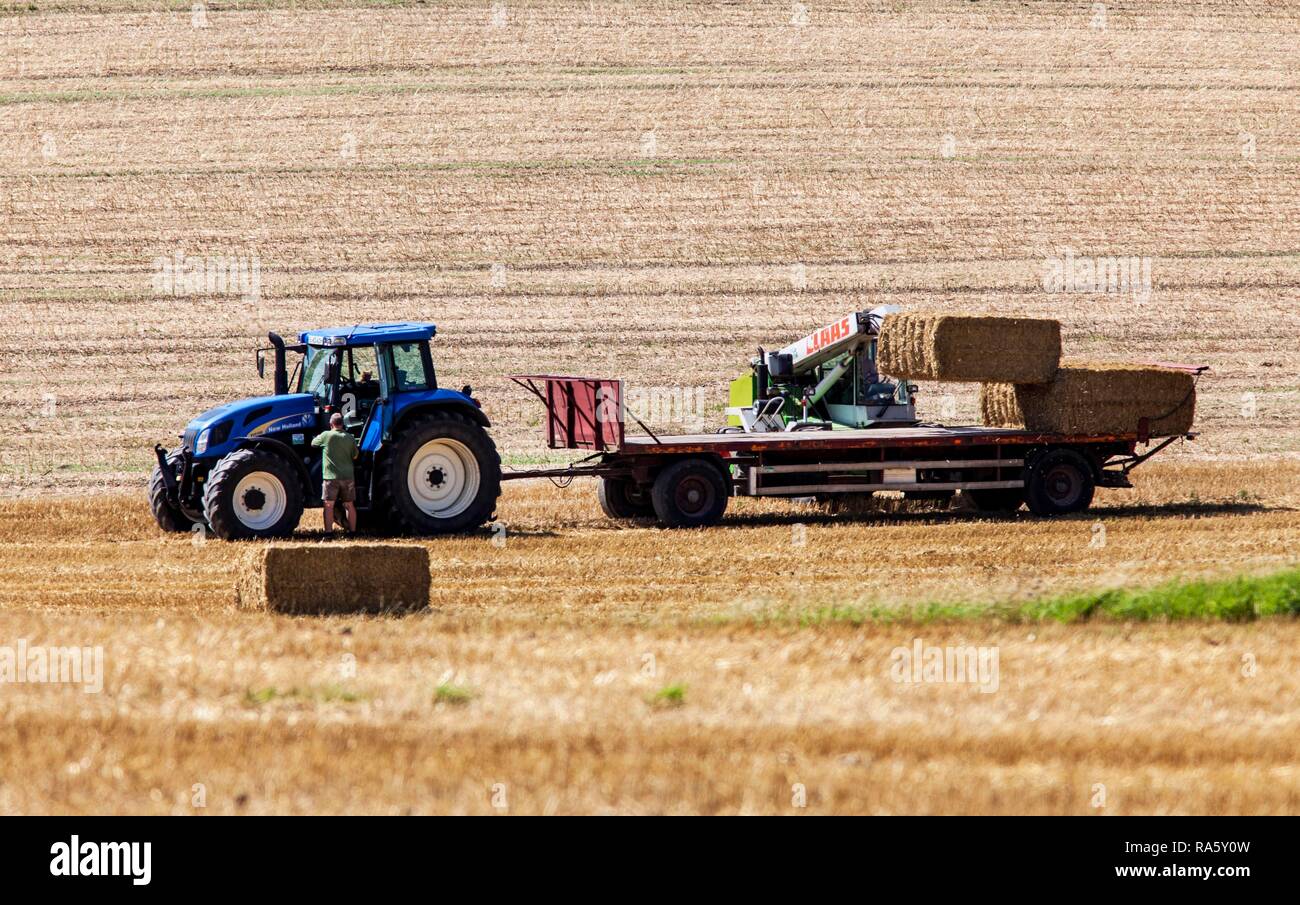 Grain harvest, loading pressed straw bales with a loader on the trailer