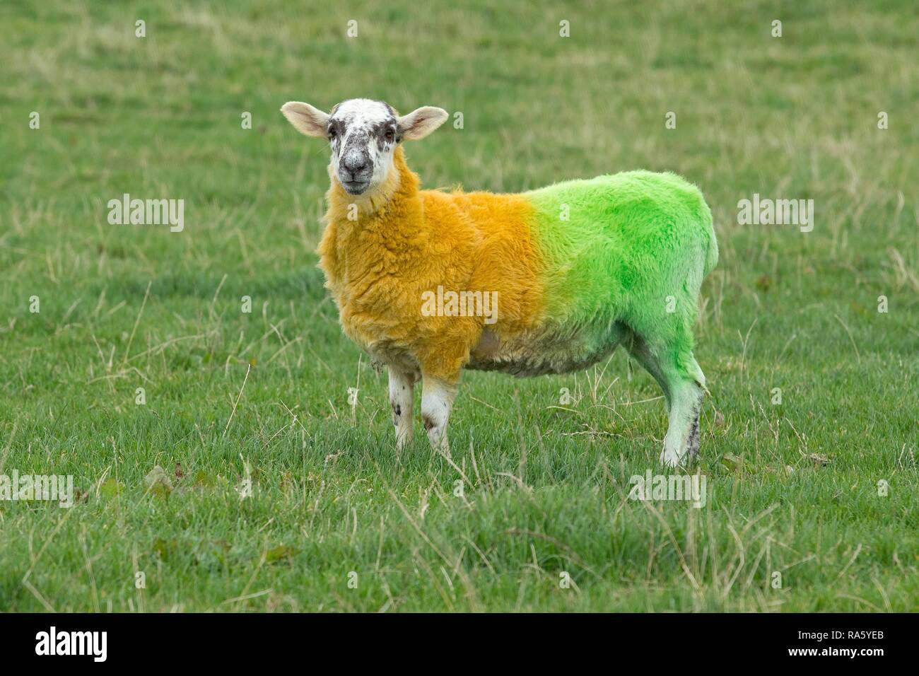 Sheep painted in the colours of Donegal, near Ardara, County Donegal