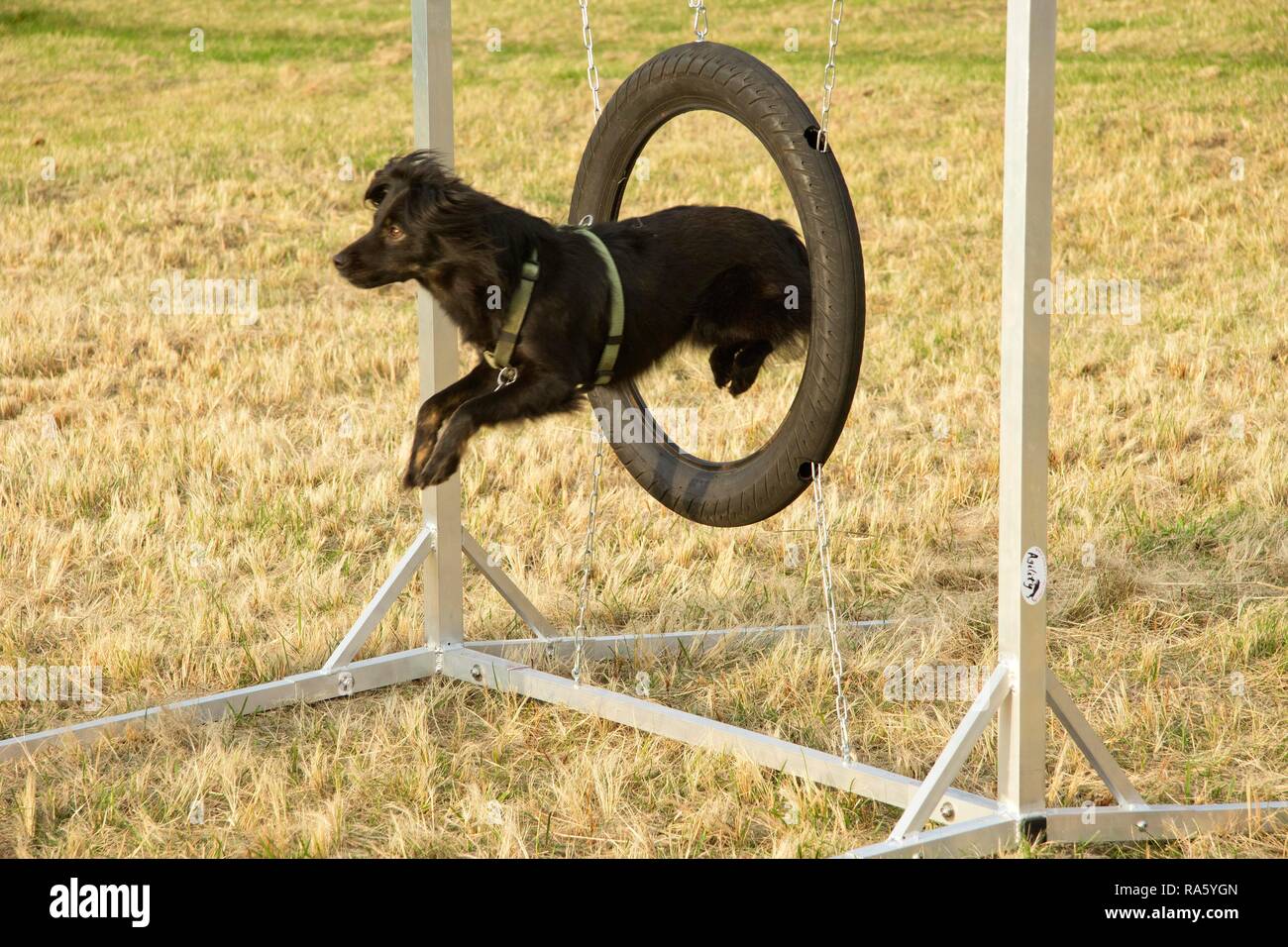 besværlige forudsætning Overdreven Dog jumping through a hoop during agility training, Hundeschule Hafenhunde  dog obedience school, Wilhelmsburg, Hamburg, Hamburg Stock Photo - Alamy