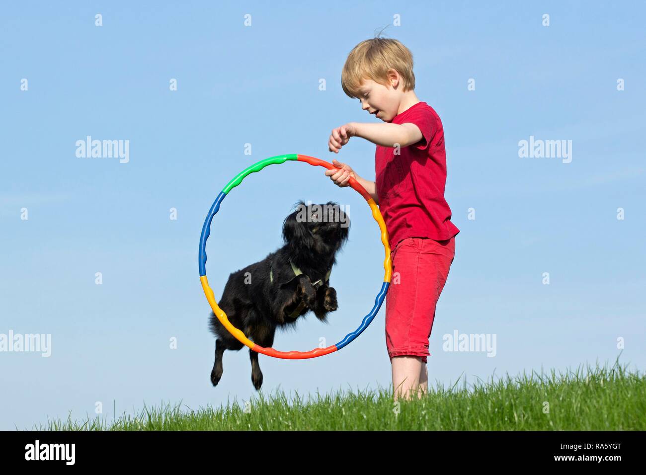 Dog jump through hoop hires stock photography and images Alamy