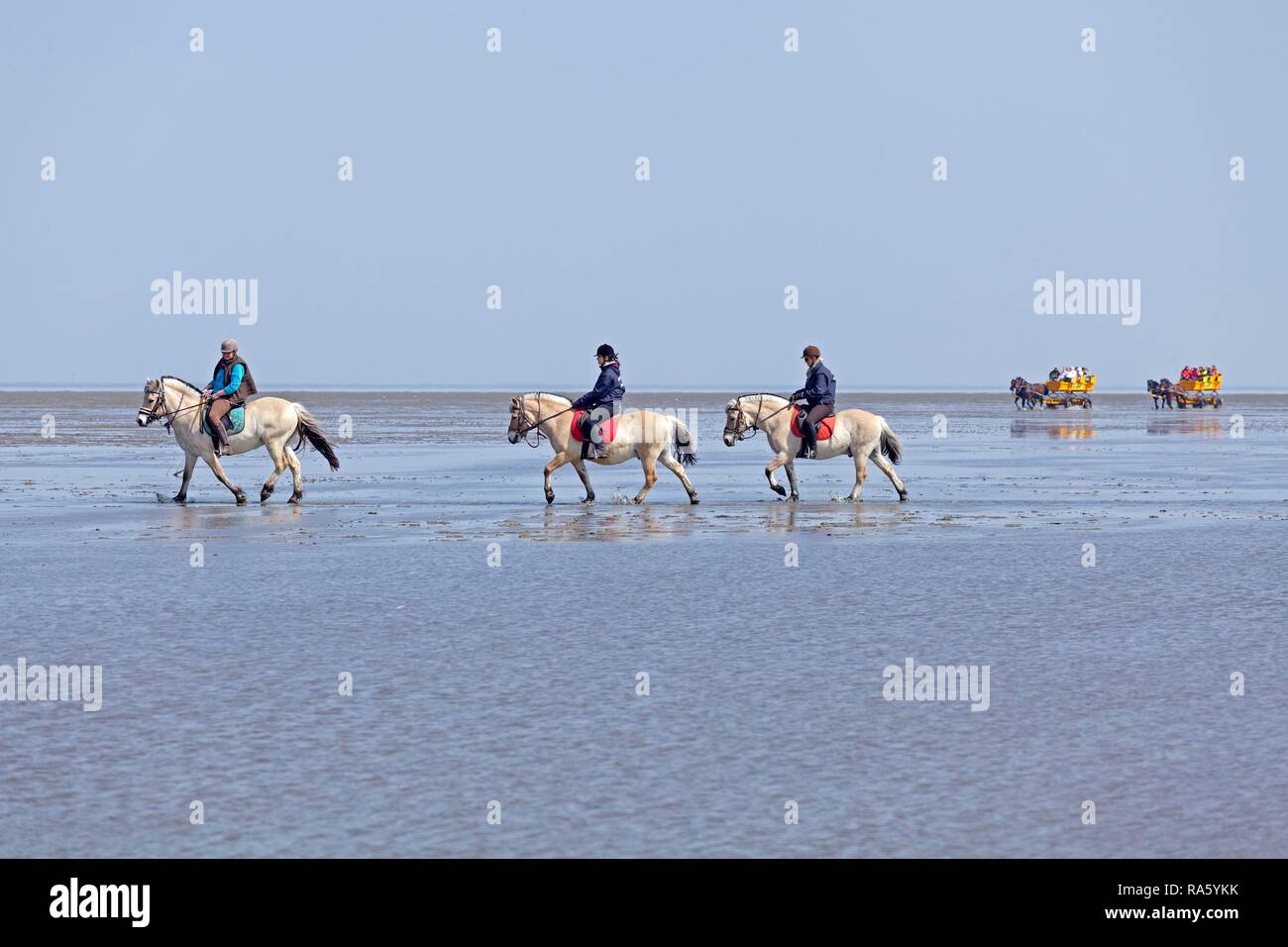 Horseriding in the mudflats, two horse-drawn carriages at the rear, Duhnen, Cuxhaven, Lower Saxony, Germany Stock Photo