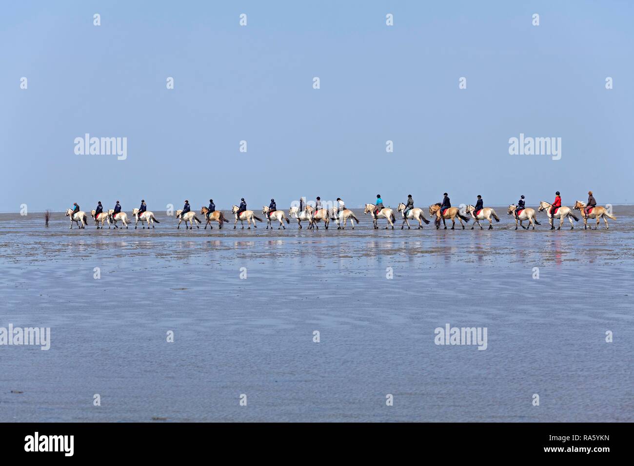 Horseriding in the mudflats, Duhnen, Cuxhaven, Lower Saxony, Germany Stock Photo