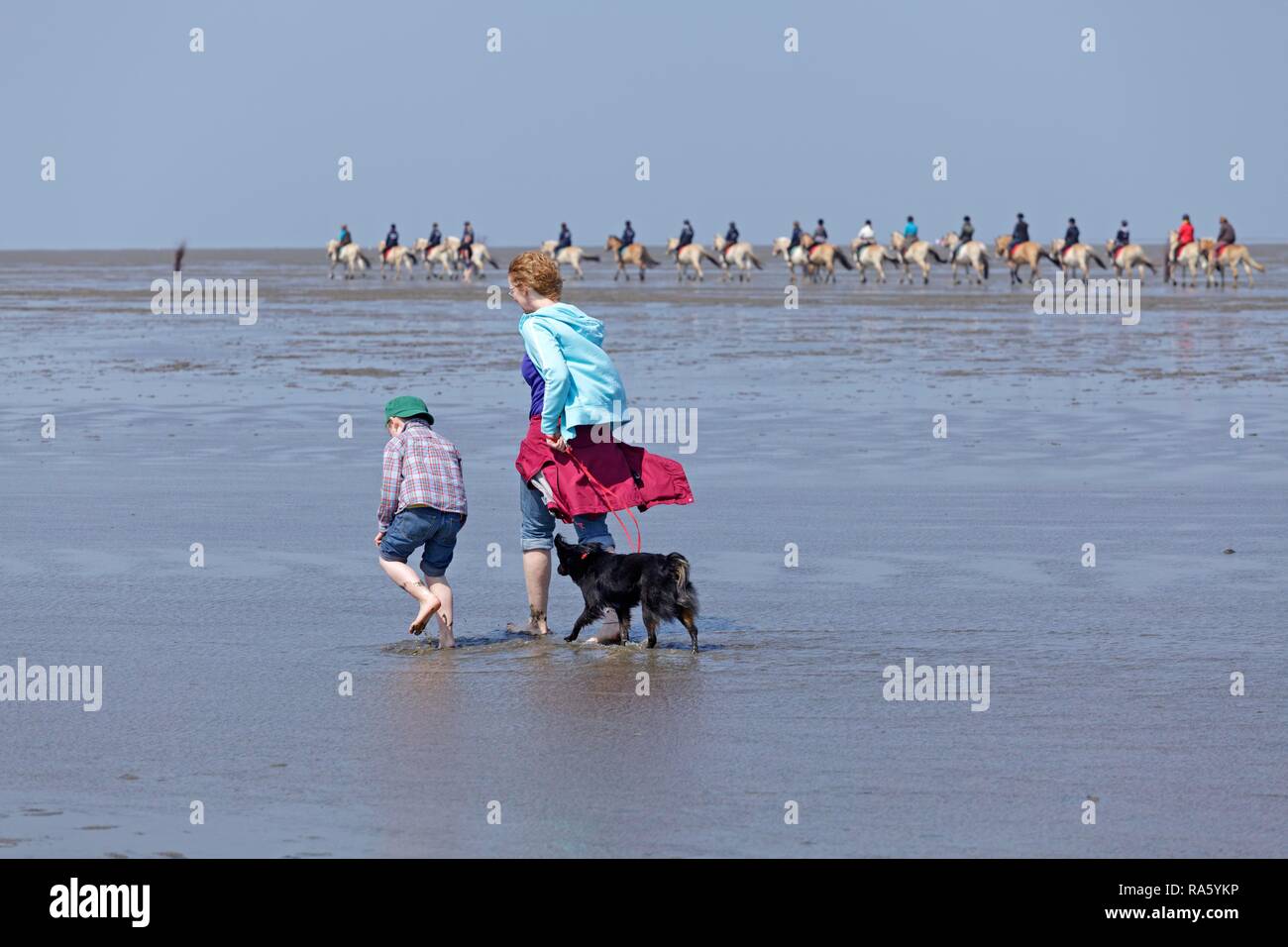 Woman, child and a dog walking through the mudflats with a row of horseriders at the rear, Duhnen, Cuxhaven, Lower Saxony Stock Photo