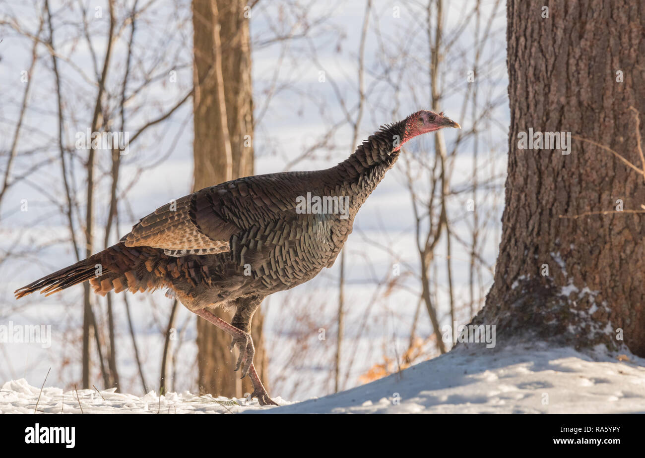 Eastern wild turkey hen hires stock photography and images Alamy