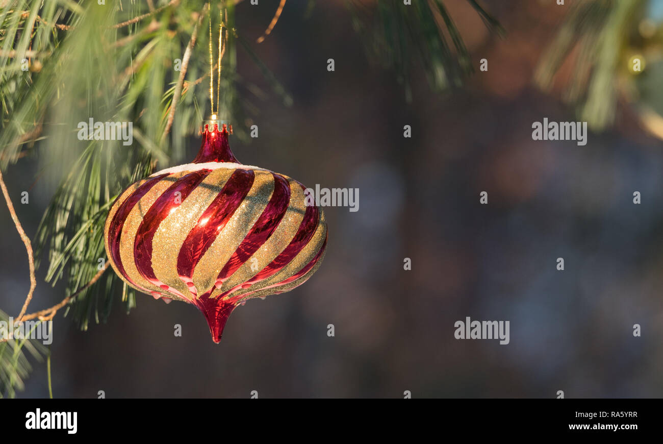 Sunlight shines on lovely striped golden Christmas ornament outdoors hanging on a live pine tree in winter. Stock Photo