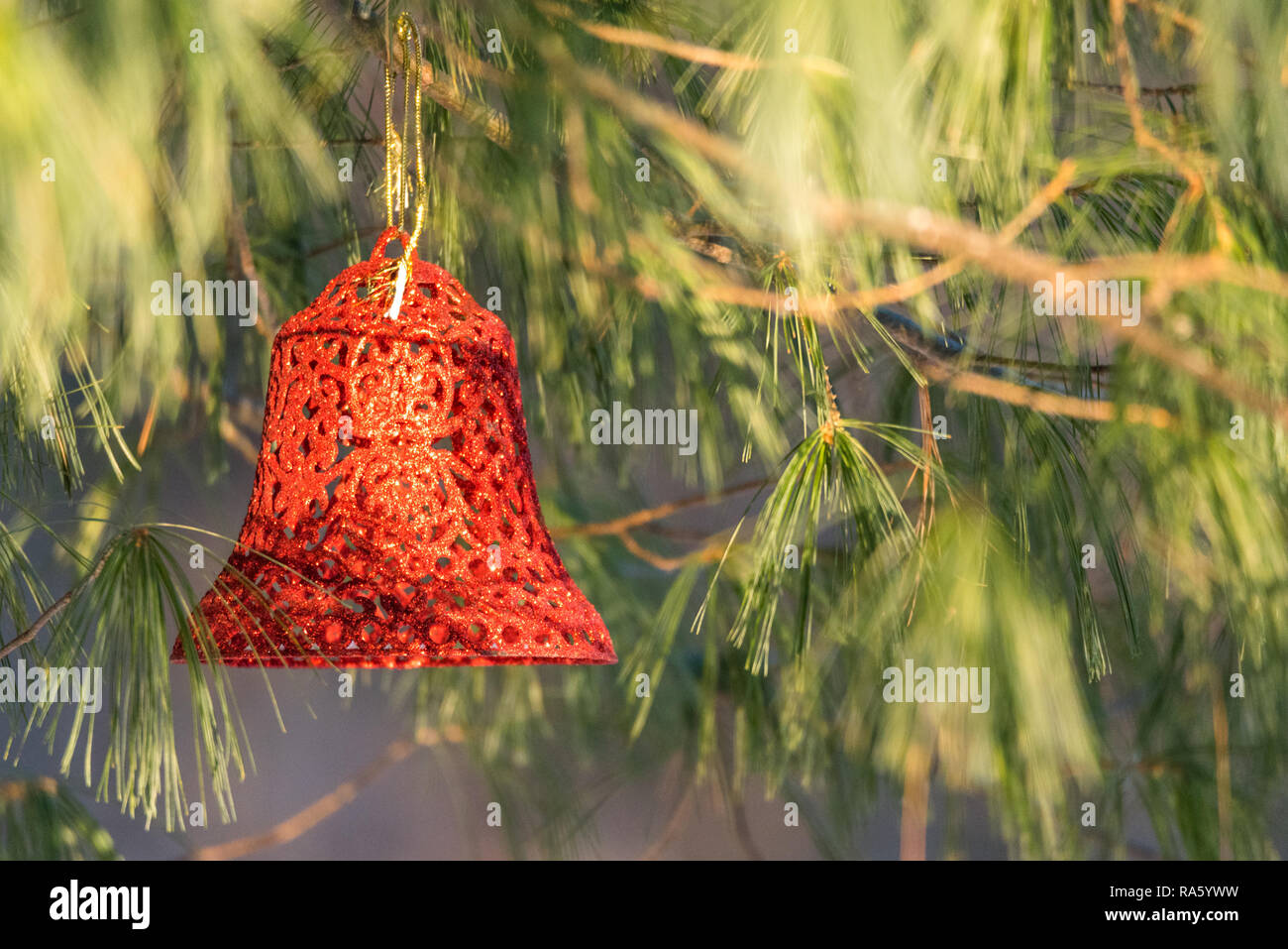 Sunlight shines on Christmas bell ornament outdoors hanging on a live pine tree in winter. Stock Photo